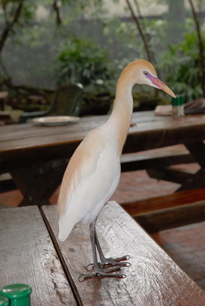 0765 Wildlife Habitat Port Douglas.jpg